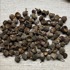 Natural Burr Oak Acorn Caps for Crafts
Some with nuts